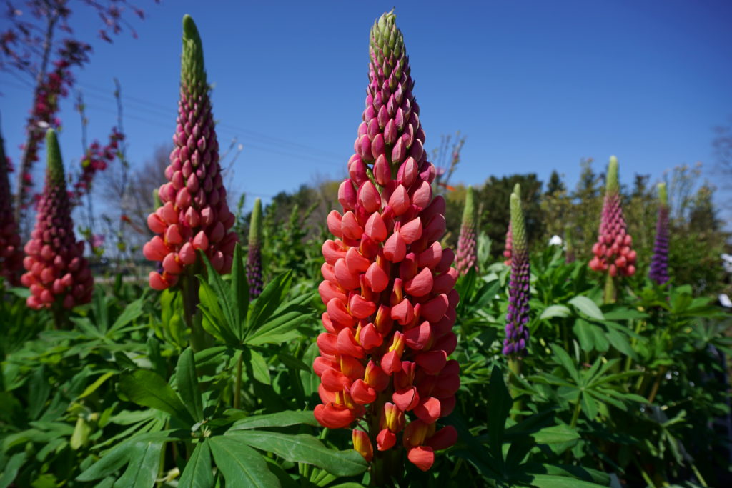 New York's Favorite Landscape NetAuctions 2021 RTI Auctions