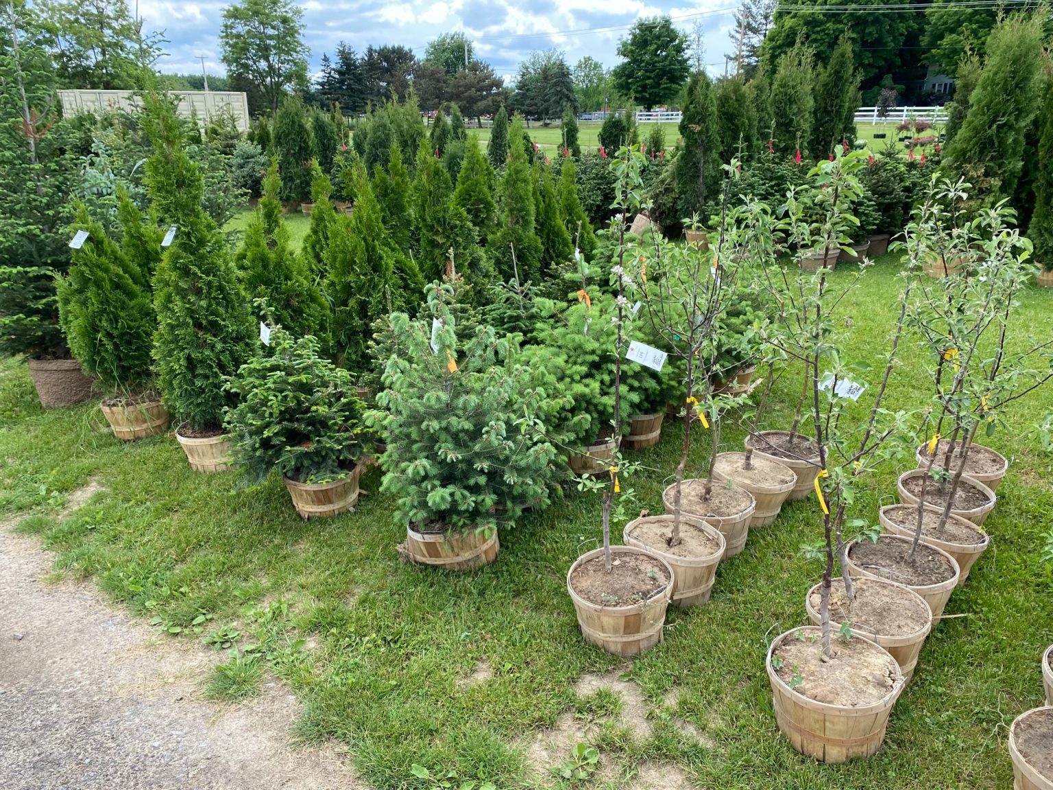Groveland Summer Nursery Stock & Hardscape NetAuctions 2022 RTI Auctions